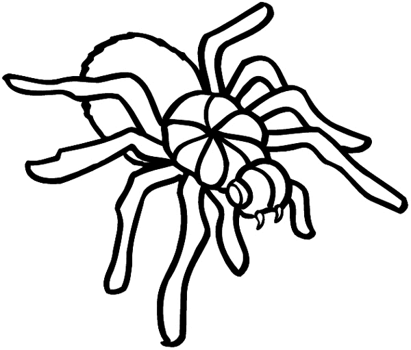 Spider vinyl sticker. Customize on line.      Animals Insects Fish 004-1266  